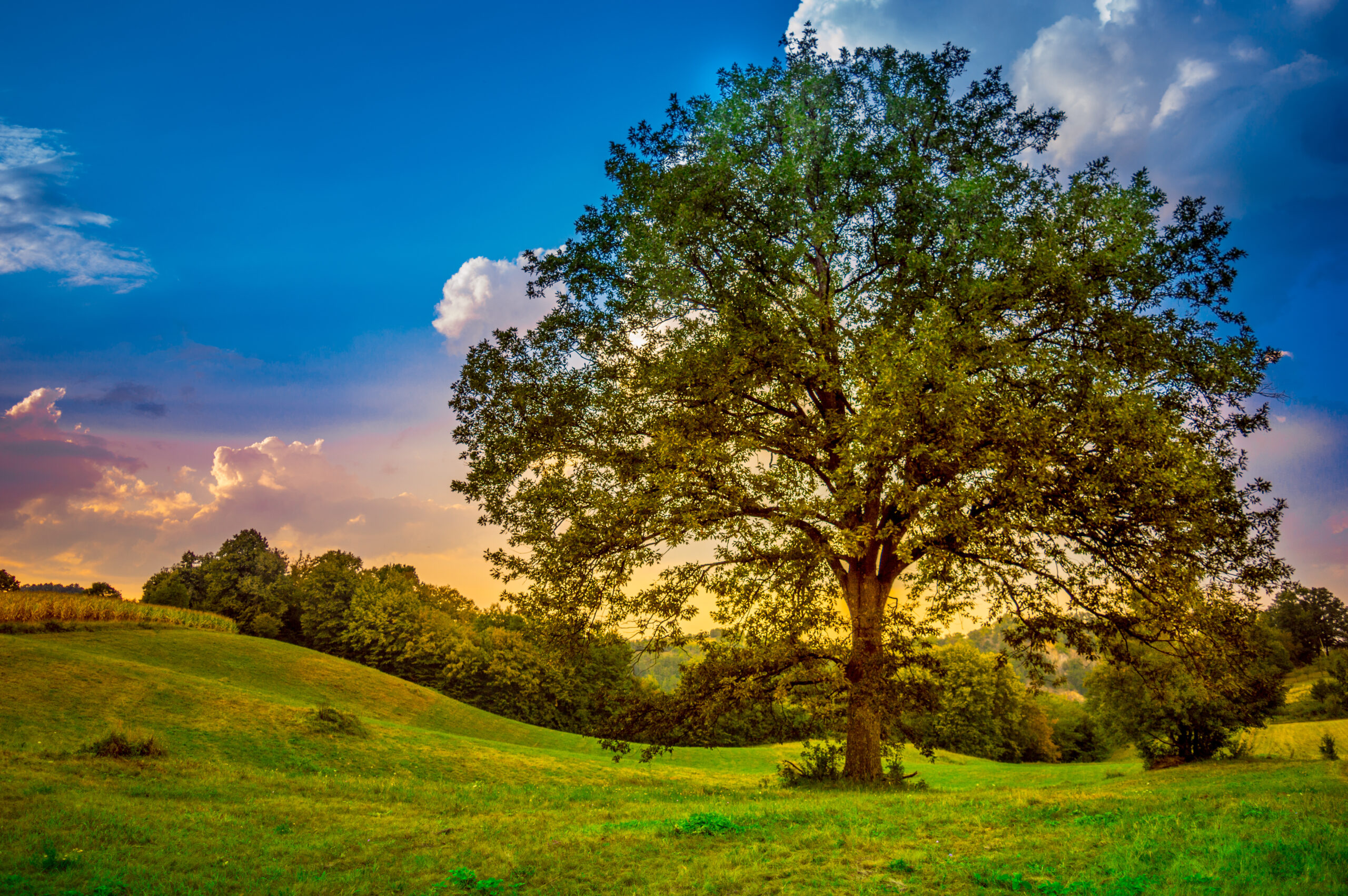 Century old oak tree. Beautiful summer meadow in mountain village, Serbia, Europe.